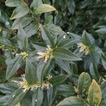 Sarcococca orientalis Folio