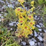 Saxifraga mutata Flor