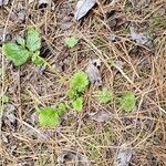 Geum aleppicum Habitatea