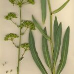 Bupleurum gibraltaricum Egyéb