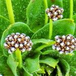 Paepalanthus alpinus Flower