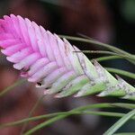Tillandsia guatemalensis Virág