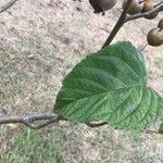 Malus sikkimensis Leaf
