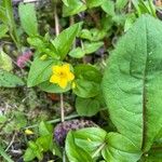 Lysimachia nemorum Агульны выгляд