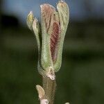 Juglans mandshurica Coajă