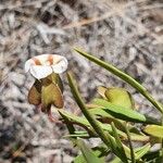 Trichodesma marsabiticum Květ