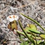 Trichodesma marsabiticum Blüte