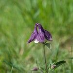 Aquilegia alpinaFloro