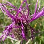 Centaurea uniflora Flower