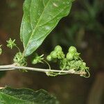 Adelia triloba Fruit