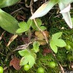 Saxifraga geranioidesFolio