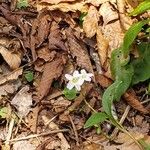 Claytonia caroliniana 花