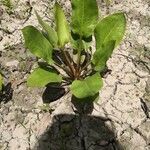 Alisma subcordatum Yaprak