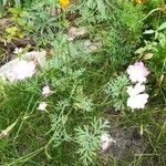 Eudianthe coeli-rosa Flower