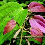 Dioscorea oppositifolia Kwiat
