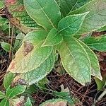 Hydrangea serrata Ліст