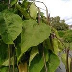 Catalpa bignonioides Blad