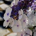 Hydrangea sargentiana Fleur