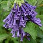 Iochroma cyaneum Blomma