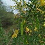 Cytisus arboreus Fruit