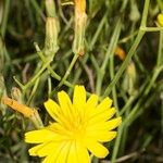 Launaea lanifera 花