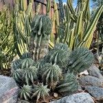 Euphorbia polygona Φύλλο