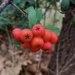 Pyracantha koidzumii Fruit