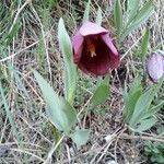 Fritillaria tubaeformis Tervik taim