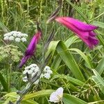 Gladiolus communis Lorea