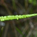 Lindsaea stricta Vrucht