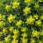 Euphorbia squamigera 形态