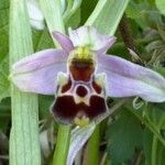 Ophrys fuciflora മറ്റ്