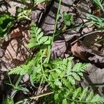 Botrychium virginianum Leaf