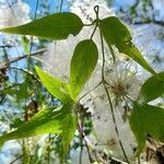 Clematis campestris Hoja