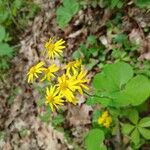 Senecio ampullaceus Flower