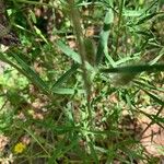 Trifolium angustifolium Leaf