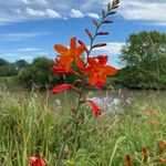 Crocosmia x crocosmiiflora Flor