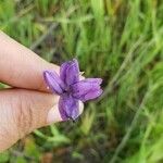 Dipterostemon capitatus Flower