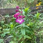 Penstemon hartwegii Flors