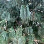 Pinus wallichiana Fuelha