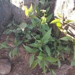 Ageratina riparia Folha