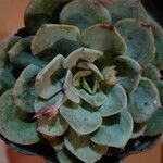 Echeveria derenbergii Foglia