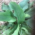 Limonium vulgare Leaf