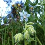 Borago officinalisOutro