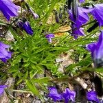 Campanula serrata Ліст