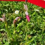 Serapias parviflora 花