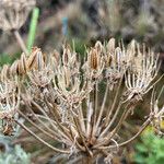 Myrrhidendron glaucescens Fruto