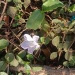 Ruellia prostrata Fleur