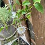 Philadelphus inodorus