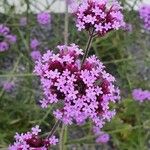 Verbena bonariensisFlower